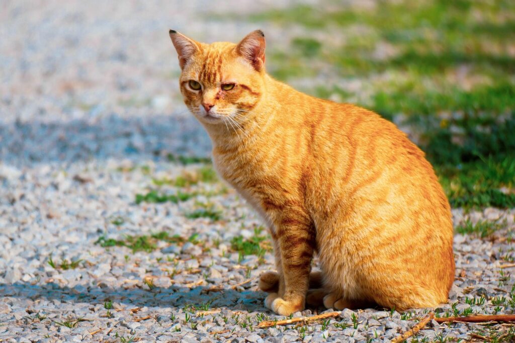 Animal abandonné